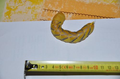 Acherontia atropos
