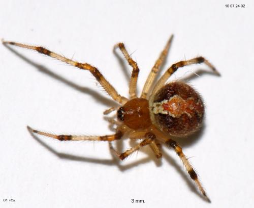 Theridion pinastri