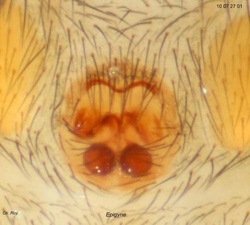 Zelotes tenuis