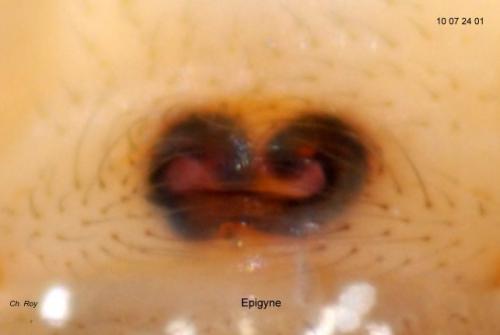 Parasteatoda lunata