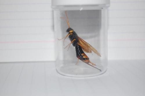 Urocerus gigas