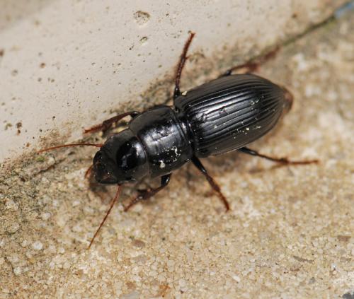Acinopus picipes