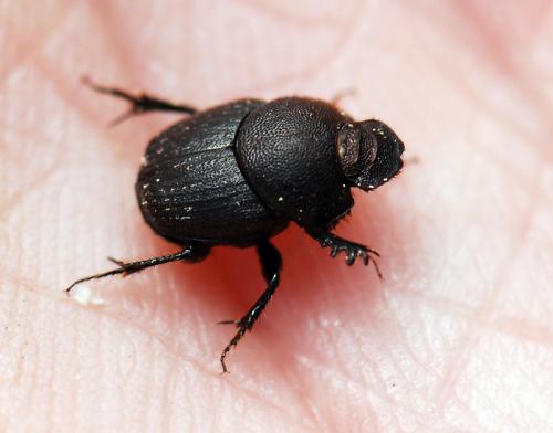 Onthophagus emarginatus