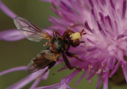 Réf. 60 390 : Sicus sp.