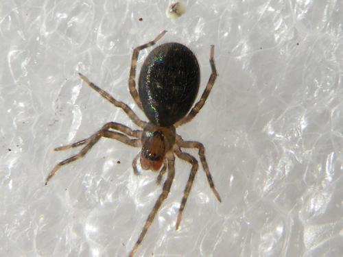 Réf. 60 675 : Amaurobius sp.