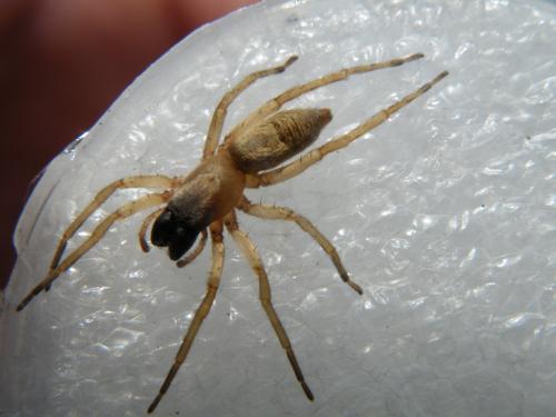 Clubiona sp.