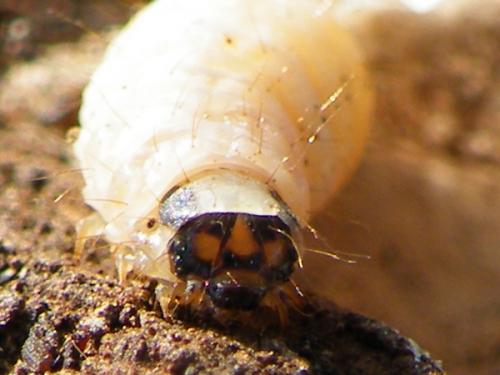 Anania hortulata