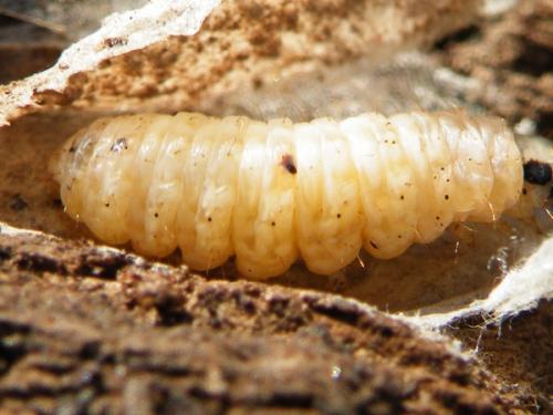 Réf. 60 691 : Anania hortulata