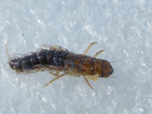 Sialis sp.