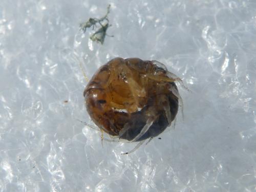 Sialis sp.