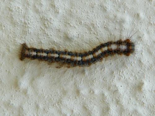 Lasiocampa quercus