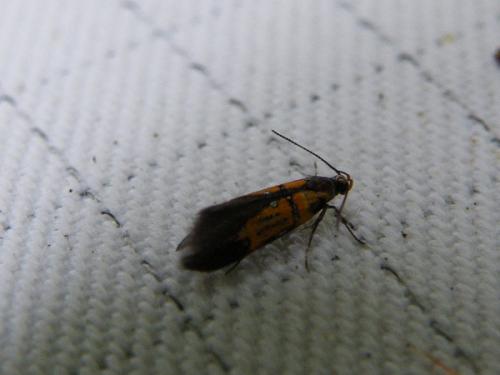 Réf. 60 569 : Schiffermuelleria schaefferella