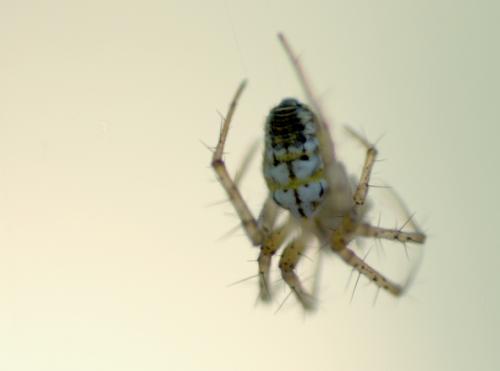 Mangora acalypha
