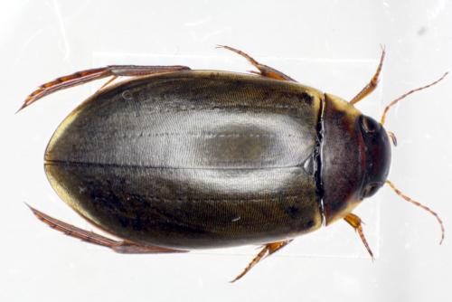 Colymbetes fuscus