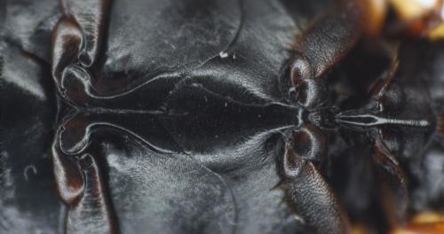 Colymbetes fuscus