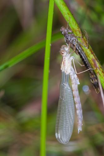 Chalcolestes viridis