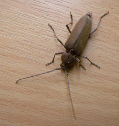 Hesperophanes sericeus