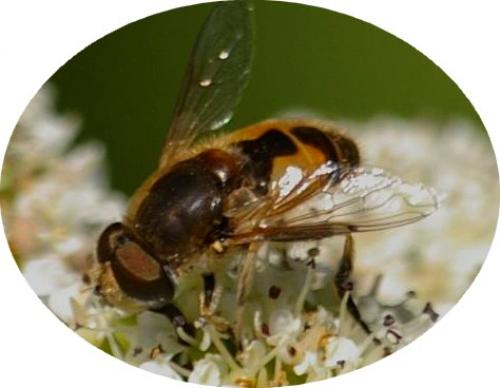 Eristalis arbustorum
