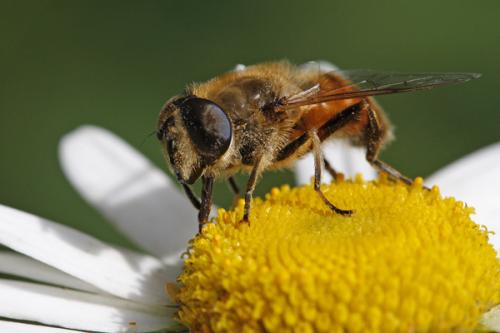 Eristalis tenax