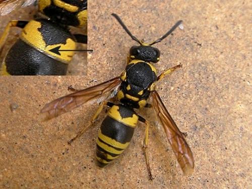 Euodynerus sp.