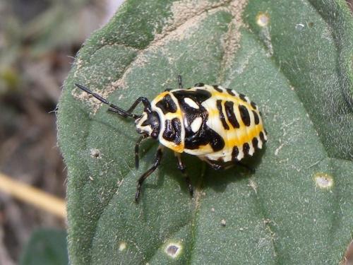 Réf. 60 303 : Eurydema ornata