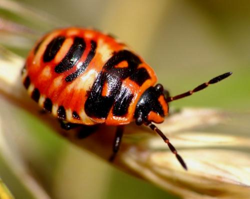Eurydema sp.
