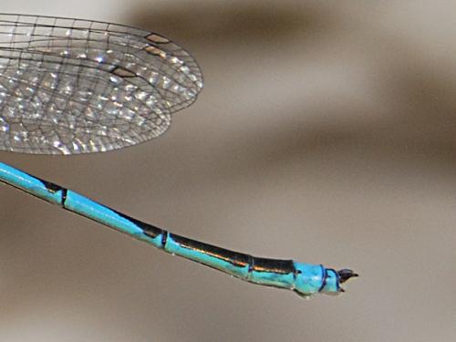 Erythromma lindenii