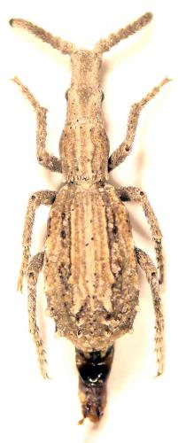 Réf. 60 429 : Episus cyathiformis