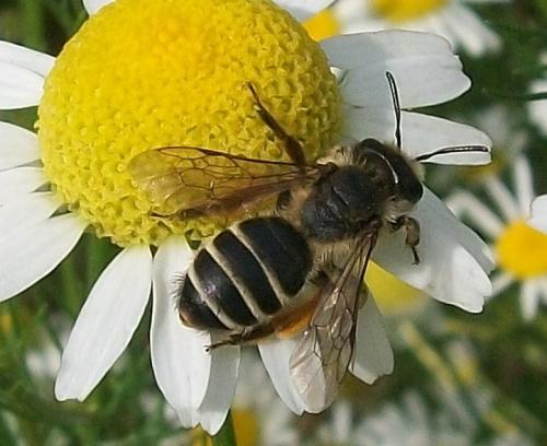 Andrena flavipes