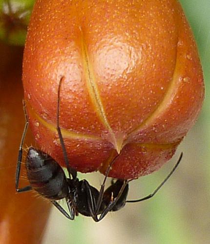 Réf. 60 261 : Camponotus aethiops