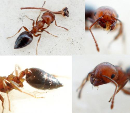 Réf. 60 754 : Crematogaster scutellaris