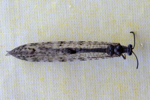 Réf. 60 549 : Distoleon tetragrammicus
