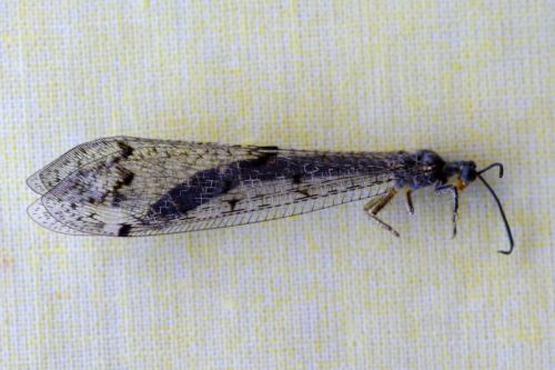 Réf. 60 547 : Distoleon tetragrammicus