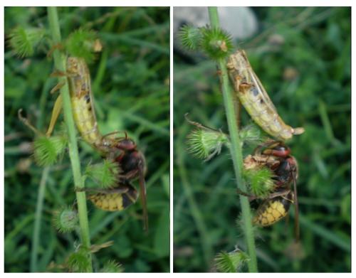 Vespa crabro