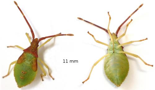 Gonocerus juniperi