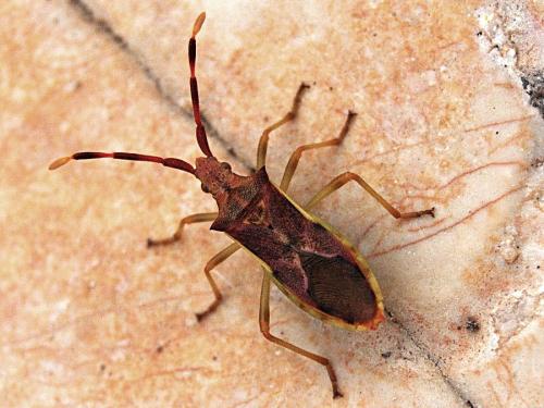 Réf. 60 767 : Gonocerus juniperi