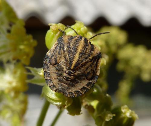 Réf. 60 437 : Graphosoma italicum