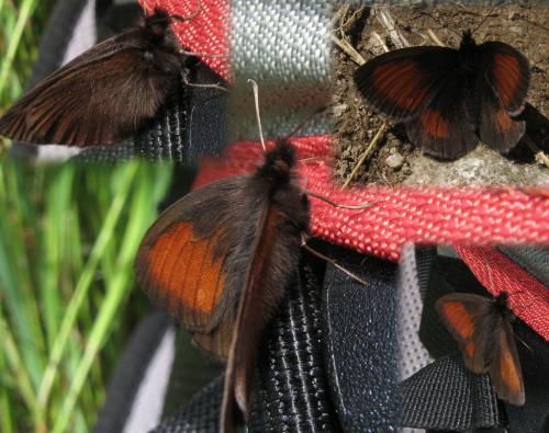 Erebia mnestra
