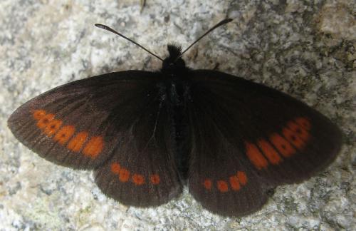 Erebia sp.