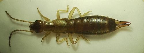 Guanchia pubescens