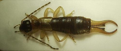 Guanchia pubescens