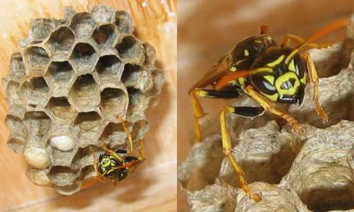 Polistes sp.