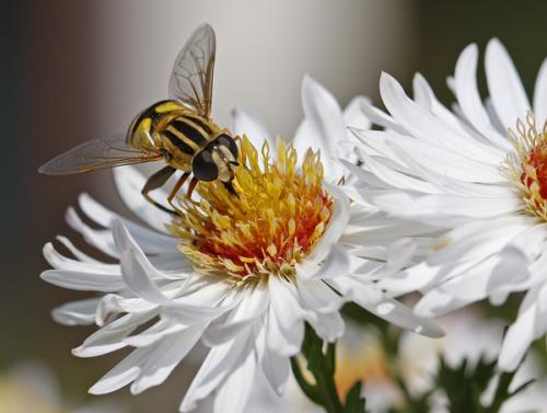 Helophilus trivittatus
