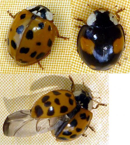 Harmonia axyridis