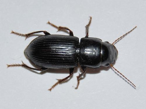 Acinopus picipes
