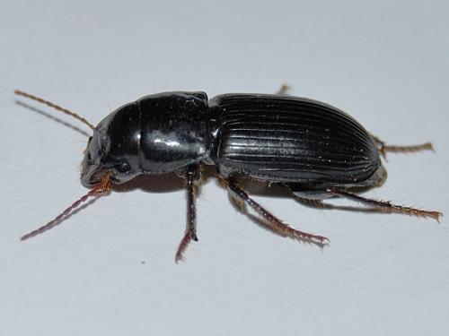 Acinopus picipes