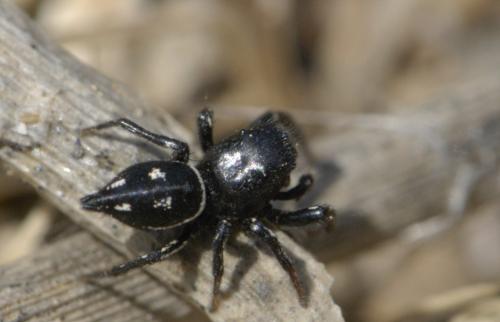Réf. 60 110 : Heliophanus melinus
