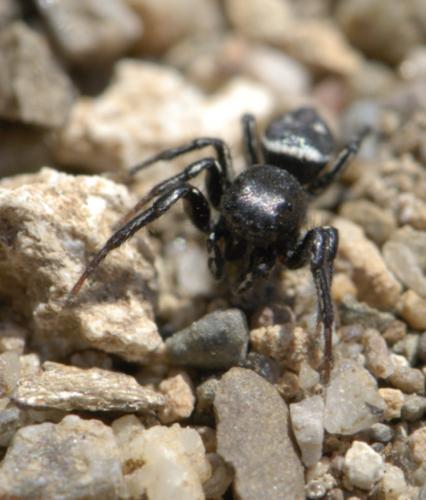Réf. 60 111 : Heliophanus melinus