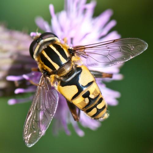 Réf. 60 884 : Helophilus pendulus