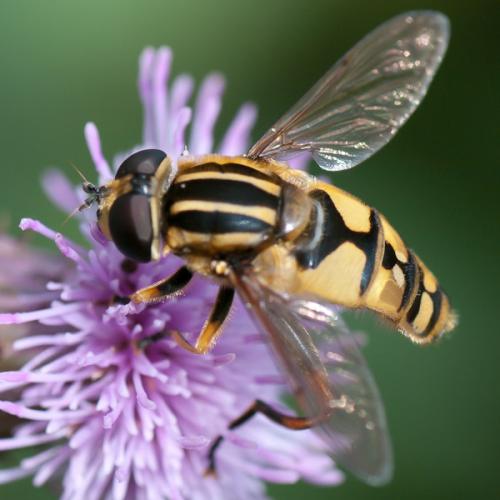Helophilus pendulus